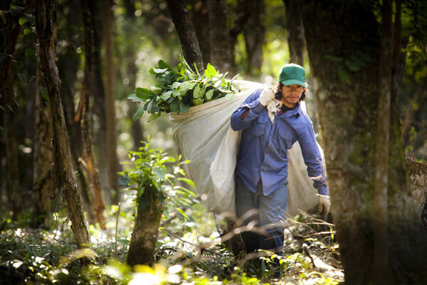Guayaki Sustainable Rainforest Products